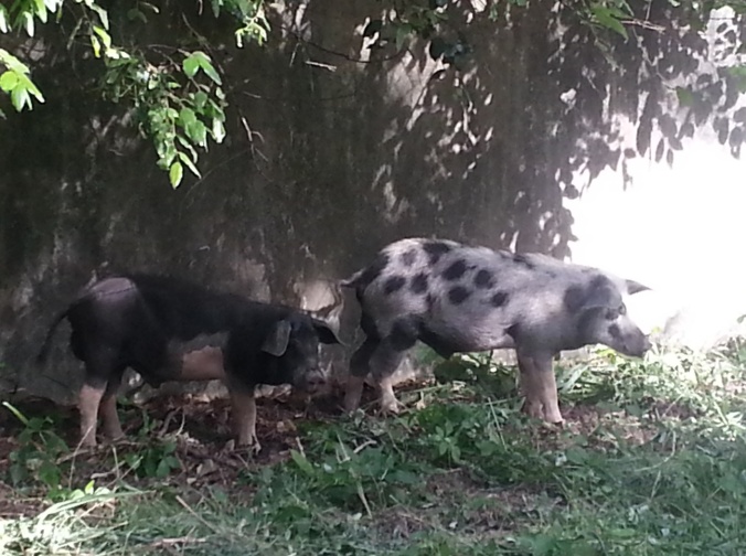 Yesterday we bought three pigs to live in the old goat pen which is actually the old mortuary. A big wall around keeps them secure. Here two of them are side by side, one looks an awful lot like a hyena! 